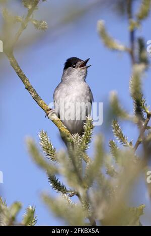 Chant Blackcap masculin à Ham Wall Somerset Royaume-Uni Banque D'Images