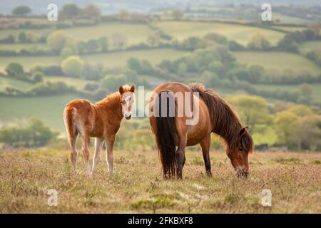 Mère et foal Dartmoor Ponies paissant sur la lande, parc national de Dartmoor, Devon, Angleterre, Royaume-Uni, Europe Banque D'Images