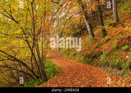 Sentier forestier à travers une forêt à feuilles caduques en automne, Watersmeet, Parc national d'Exmoor, Devon, Angleterre, Royaume-Uni, Europe Banque D'Images