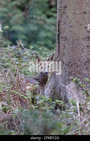 Femme Roe Deer Forest de Dean Royaume-Uni Banque D'Images