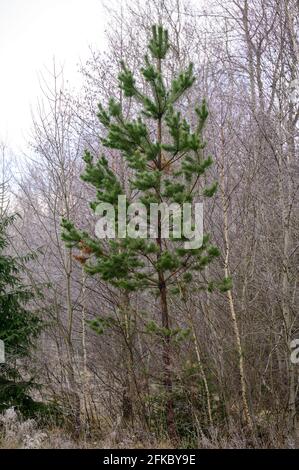 Les spruces et les pins verts à feuilles persistantes sont recouverts de houarfrost, de gelées matinales dans la forêt. Nouveau Banque D'Images