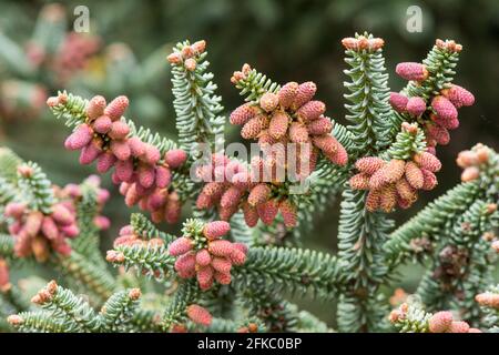 Sapin espagnol, Abies pinsapo, gros plan des cônes mâles au printemps. Sierra de las nieves, Andalousie, Espagne. Banque D'Images