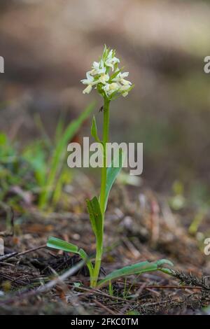 Dactylorhiza insularis, orchidée sauvage de la région méditerranéenne, Andalousie, Espagne. Banque D'Images