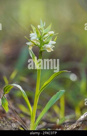 Dactylorhiza insularis, orchidée sauvage de la région méditerranéenne, Andalousie, Espagne. Banque D'Images