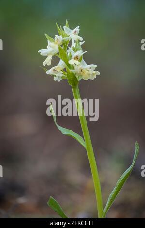 Dactylorhiza insularis, orchidée sauvage de la région méditerranéenne, Andalousie, Espagne. Banque D'Images