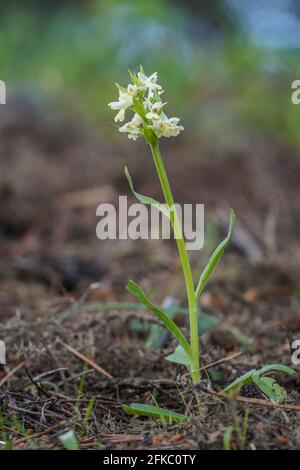 Dactylorhiza insularis, orchidée sauvage de la région méditerranéenne, Andalousie, Espagne. Banque D'Images