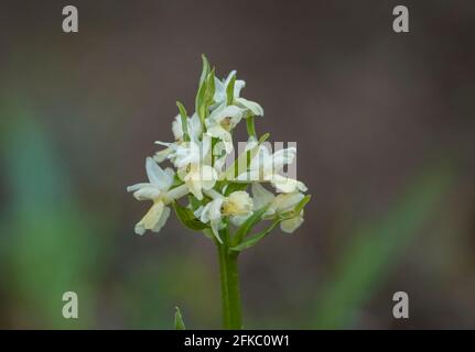 Dactylorhiza insularis, orchidée sauvage de la région méditerranéenne, Andalousie, Espagne. Banque D'Images