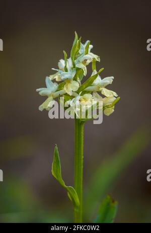 Dactylorhiza insularis, orchidée sauvage de la région méditerranéenne, Andalousie, Espagne. Banque D'Images