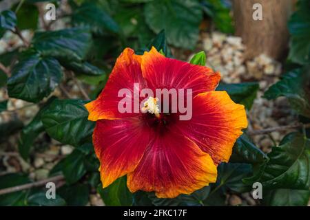 Hibiscus Rosa-sinensis rouge orangé en fleurs, avec fond de feuilles vertes, vue rapprochée Banque D'Images