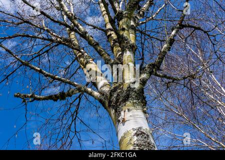 Betula utilis arbre en hiver avec un ciel bleu qui est communément connu sous le nom de l'Himalaya Birch et a une écorce blanche, photo de stock image Banque D'Images
