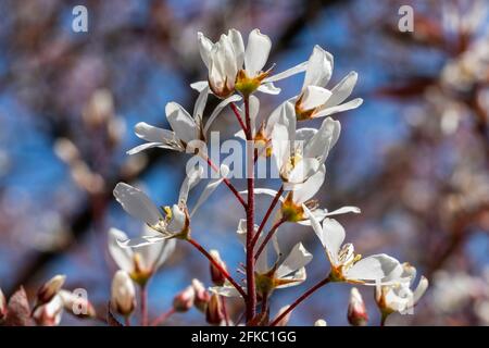 Amelanchier lamarckii petit arbre à feuilles caduques avec une fleur blanche fleur au début du printemps communément connu sous le nom de mespilus neigeux ou baie de genévrier Banque D'Images