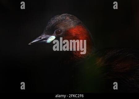 Petit grèbe, Tachybaptus ruficollis, petit canard, portrait de tête détaillé. Scène sauvage de la nature. Gros plan sur l'oiseau d'eau de beautifil dans l'habitat. IRG Banque D'Images