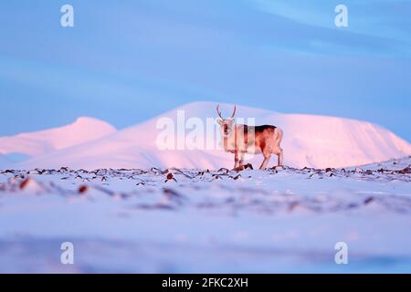 Paysage d'hiver avec renne. Renne sauvage, Rangifer tarandus, avec des bois massifs dans la neige, Svalbard, Norvège. Cerf Svalbard sur la montagne rocheuse. Wil Banque D'Images