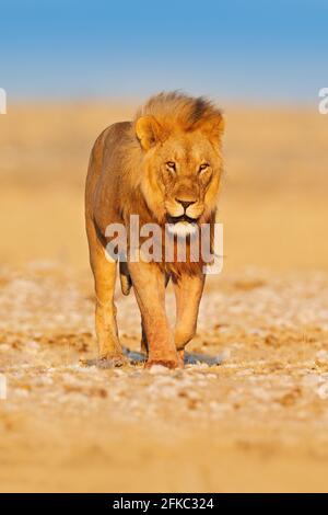 Promenade au lion. Portrait du lion africain, Panthera leo, détail des grands animaux, Etocha NP, Namibie, Afrique. Chats dans un habitat naturel sec, chaud jour ensoleillé à des Banque D'Images