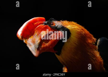 Rufous hornbill, Buceros hydrocorax, détail du tableau de bord de rarte de, Philippines en Asie. Charme philippin dans l'habitat de la forêt sombre. Tête Banque D'Images