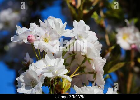 Vue à angle bas sur le blanc sauvage isolé et le petit rose cerisier (prunus avium) contre un ciel bleu foncé sans nuages Banque D'Images