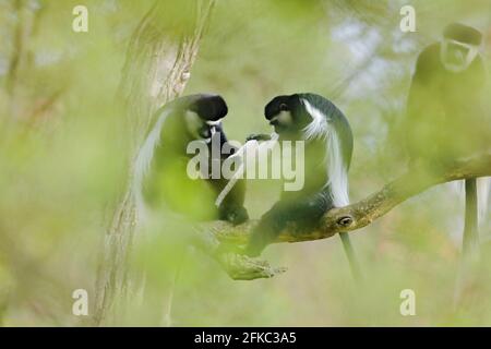 Guoreza manbrée, Guoreza Colobus, homme et femme avec une semaine de jeunes blancs entre les mains. Famille de singes sur arbre, habitat de forêt verte dans la nature. Anima Banque D'Images