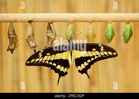 Papillon avec marionnettes chrysalides. Queue d'aronde géante, Papilio thoas nealces, beau papillon du Mexique assis sur les feuilles dans la nature. Insecte bir Banque D'Images