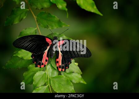 Beau papillon noir, Scarlet ou Mormon rouge, Papilio rumanzovia. Gros insecte coloré sur la branche verte. Banque D'Images