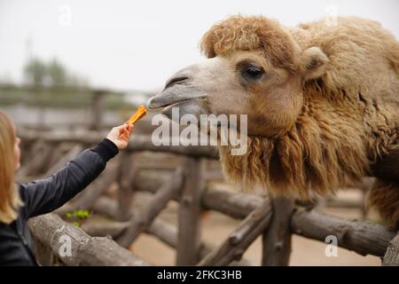 Bonne jeune femme regardant et nourrissant une girafe dans le zoo. Heureux vous Banque D'Images