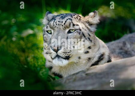 Portrait de face de léopard des neiges avec légumes verts, Cachemire, Inde. Scène sauvage d'Asie. Portrait de détail de beau grand chat, Panthera uncia. Banque D'Images