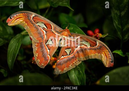Grand papillon dans la forêt sombre. Beau grand papillon, Atlas géant Moth-aka, Atlas Attacus dans habitat, Inde. Faune et flore d'Asie. Banque D'Images