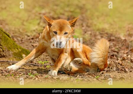 Chien chantant de la Nouvelle Guinée, Canis dingo hallstroma, dans l'habitat naturel pendant la journée ensoleillée. Dingo sauvage dans la forêt, Australie. Scène de la faune de natur Banque D'Images