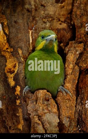 Le plus grand pic vert de la myellownAPE, Chrysophlegma flavinucha, dans le trou de l'arbre de nidification. Oiseau dans le nid, Chine. Comportement de nidification des oiseaux dans la forêt. G Banque D'Images