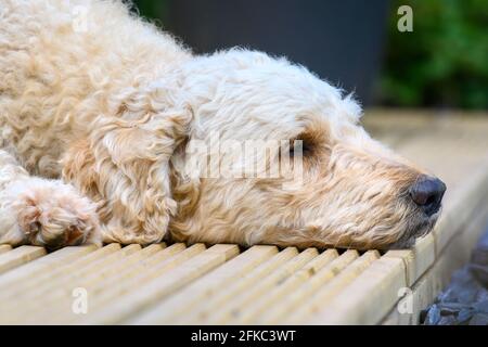 Gros plan sur la tête (vue latérale) du joli chien beige Labradoodle, allongé sur une terrasse en bois Banque D'Images