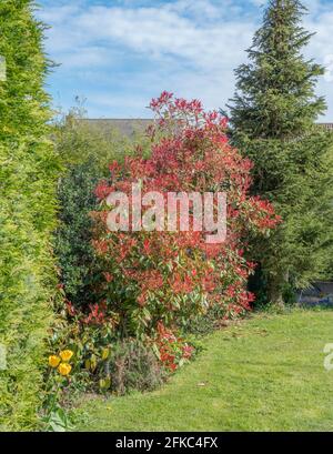 Jardin anglais au printemps, avec «Red Robin» (Photinia fraseri) et «Pink Marble» (Photinia cassini), arbustes roses et verts, à côté d'un sapin conifères. Banque D'Images