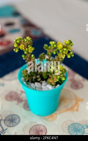 petite plante succulente colorée dans un petit pot cyan. Placé à l'intérieur sur une table Banque D'Images