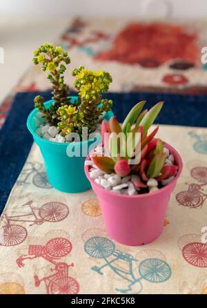 Vue rapprochée d'un couple de plantes colorées et petites succulentes dans leurs pots. Placé sur une table. Prises à l'intérieur. Banque D'Images