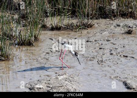 oiseau d'eau à ailes noires himantopus marche à travers la boue à la recherche de nourriture. Banque D'Images