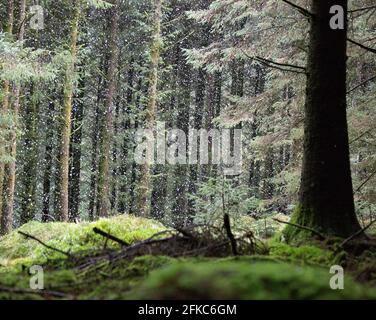 Arbres et neige Banque D'Images