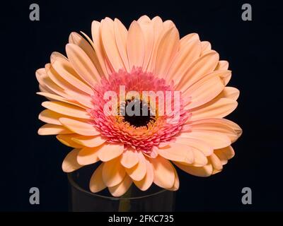 Gerbera est un genre de plantes de la famille des fleurs en panier. Le genre contient environ 20 espèces sauvages et elles se trouvent en Amérique du Sud, en Afrique. Banque D'Images