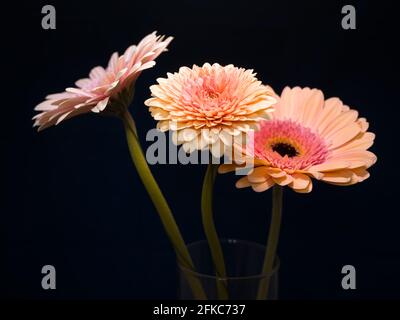 Gerbera est un genre de plantes de la famille des fleurs en panier. Le genre contient environ 20 espèces sauvages et elles se trouvent en Amérique du Sud, en Afrique. Banque D'Images