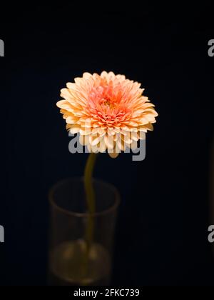 Gerbera est un genre de plantes de la famille des fleurs en panier. Le genre contient environ 20 espèces sauvages et elles se trouvent en Amérique du Sud, en Afrique. Banque D'Images