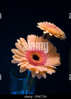 Gerbera est un genre de plantes de la famille des fleurs en panier. Le genre contient environ 20 espèces sauvages et elles se trouvent en Amérique du Sud, en Afrique. Banque D'Images