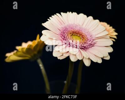 Gerbera est un genre de plantes de la famille des fleurs en panier. Le genre contient environ 20 espèces sauvages et elles se trouvent en Amérique du Sud, en Afrique. Banque D'Images