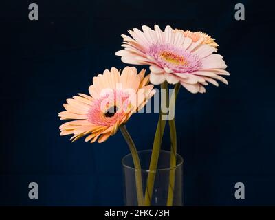 Gerbera est un genre de plantes de la famille des fleurs en panier. Le genre contient environ 20 espèces sauvages et elles se trouvent en Amérique du Sud, en Afrique. Banque D'Images