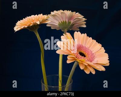 Gerbera est un genre de plantes de la famille des fleurs en panier. Le genre contient environ 20 espèces sauvages et elles se trouvent en Amérique du Sud, en Afrique. Banque D'Images