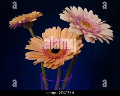 Gerbera est un genre de plantes de la famille des fleurs en panier. Le genre contient environ 20 espèces sauvages et elles se trouvent en Amérique du Sud, en Afrique. Banque D'Images