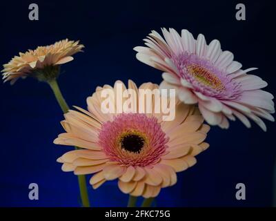 Gerbera est un genre de plantes de la famille des fleurs en panier. Le genre contient environ 20 espèces sauvages et elles se trouvent en Amérique du Sud, en Afrique. Banque D'Images