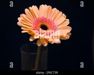 Gerbera est un genre de plantes de la famille des fleurs en panier. Le genre contient environ 20 espèces sauvages et elles se trouvent en Amérique du Sud, en Afrique. Banque D'Images