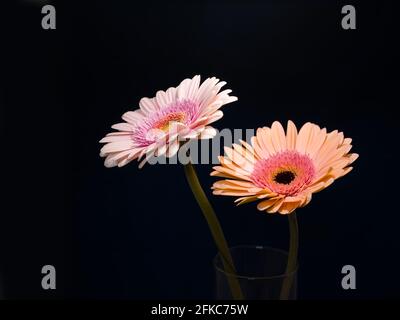 Gerbera est un genre de plantes de la famille des fleurs en panier. Le genre contient environ 20 espèces sauvages et elles se trouvent en Amérique du Sud, en Afrique. Banque D'Images