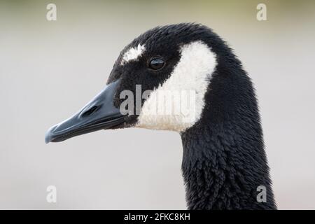 Une oie du Canada avec des marques blanches anormales sur son front à l'aire de conservation de Lynde Shores à Whitby, en Ontario. Banque D'Images