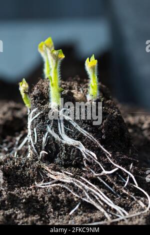 Germination des semis de pomme de terre de la variété de l'arrière-fleur de rose précoce, petites pousses vertes avec des feuilles poilues et des racines blanches sortant de la pomme de terre de semence Banque D'Images