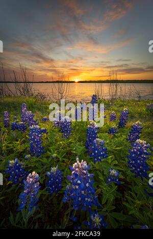 Superbe coucher de soleil sur Bluebonnets et le lac Bardwell dans le nord du Texas Banque D'Images