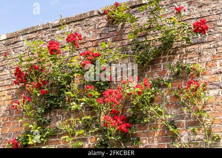 Une rose rouge (Rosa Super Elfin) pousse sur un vieux mur de briques Banque D'Images