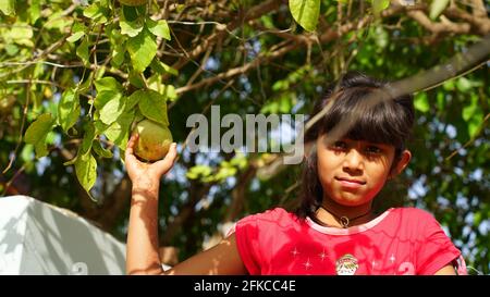 30 avril 2021, Jaipur, Rajasthan, Inde. Bilva mûr ou fruit Bael gros plan avec une petite fille. Fille plucking fruits frais d'Aegle Marmelos pour somme Banque D'Images